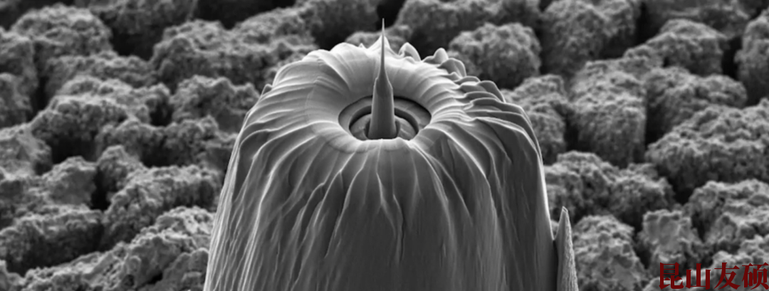 通化蔡司通化X射线显微镜